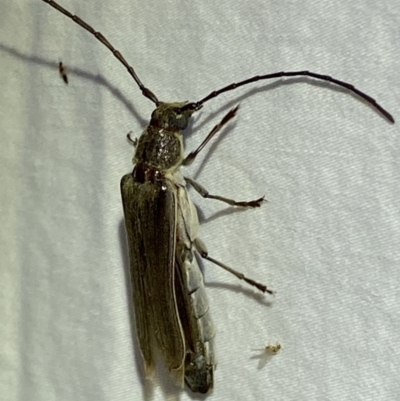 Neostenus saundersii (A longhorn beetle) at Jerrabomberra, NSW - 17 Jan 2023 by SteveBorkowskis