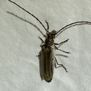 Neostenus saundersii at Jerrabomberra, NSW - 17 Jan 2023