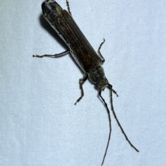 Neostenus saundersii at Jerrabomberra, NSW - 17 Jan 2023