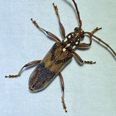 Strongylurus cretifer (Longhorn beetle) by SteveBorkowskis