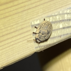 Trachymela sp. (genus) at Jerrabomberra, NSW - 17 Jan 2023