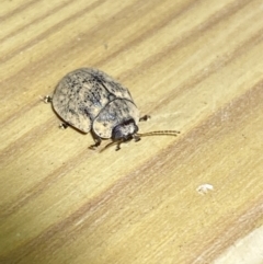 Trachymela sp. (genus) at Jerrabomberra, NSW - 17 Jan 2023