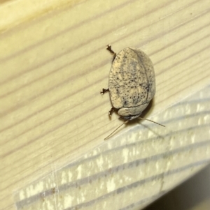 Trachymela sp. (genus) at Jerrabomberra, NSW - 17 Jan 2023