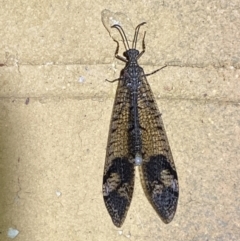 Glenoleon pulchellus (Antlion lacewing) at Jerrabomberra, NSW - 17 Jan 2023 by Steve_Bok