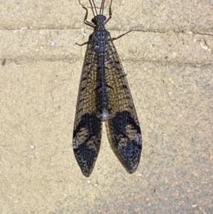 Glenoleon pulchellus at Jerrabomberra, NSW - 17 Jan 2023