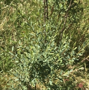 Pimelea pauciflora at Yaouk, NSW - 20 Dec 2022