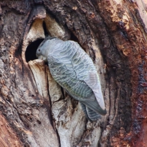 Callocephalon fimbriatum at Hughes, ACT - 19 Jan 2023