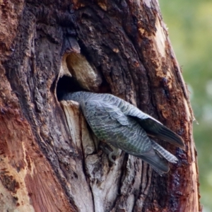 Callocephalon fimbriatum at Hughes, ACT - 19 Jan 2023