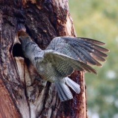 Callocephalon fimbriatum at Hughes, ACT - 19 Jan 2023