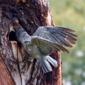 Callocephalon fimbriatum at Hughes, ACT - 19 Jan 2023