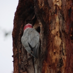 Callocephalon fimbriatum at Hughes, ACT - suppressed