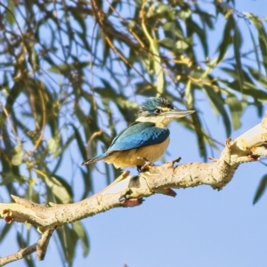 Todiramphus sanctus at Higgins, ACT - 20 Jan 2023 07:26 AM