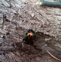 Lamprima aurata (Golden stag beetle) at Holt, ACT - 29 Dec 2022 by 8Illbugyou8