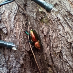 Lamprima aurata at Holt, ACT - 29 Dec 2022