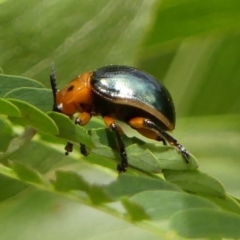 Callidemum CNM 01 (to be classified) (Leaf Beetle) at Bundanoon, NSW - 18 Jan 2023 by Curiosity