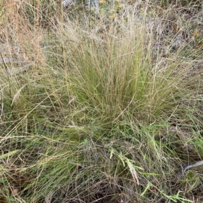 Nassella trichotoma (Serrated Tussock) at Watson, ACT - 19 Jan 2023 by waltraud