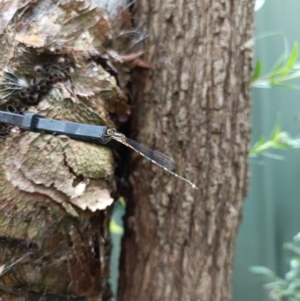 Austrolestes leda at Holt, ACT - 18 Jan 2023