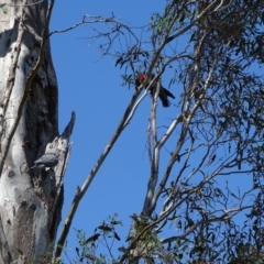 Callocephalon fimbriatum (Gang-gang Cockatoo) at O'Malley, ACT - 12 Jan 2023 by Mike