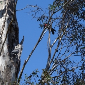 Callocephalon fimbriatum at O'Malley, ACT - 13 Jan 2023