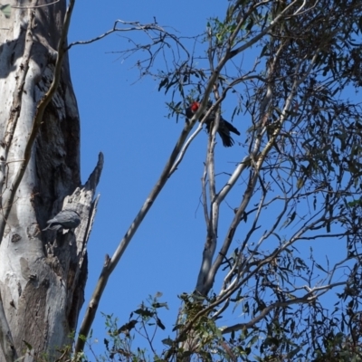 Callocephalon fimbriatum (Gang-gang Cockatoo) at O'Malley, ACT - 12 Jan 2023 by Mike