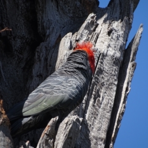 Callocephalon fimbriatum at O'Malley, ACT - 13 Jan 2023