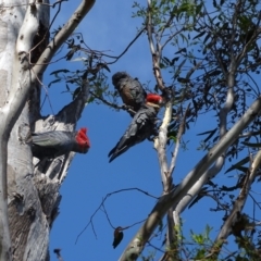 Callocephalon fimbriatum at O'Malley, ACT - 13 Jan 2023