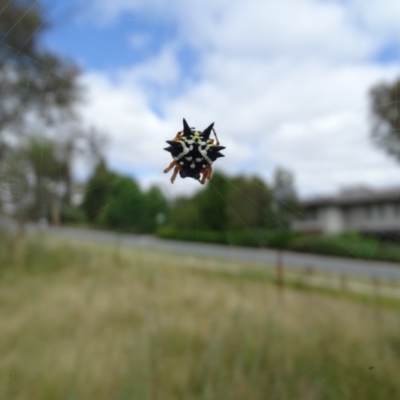 Austracantha minax (Christmas Spider, Jewel Spider) at O'Malley, ACT - 13 Jan 2023 by Mike