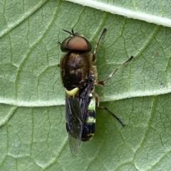 Odontomyia hunteri at Lyneham, ACT - 20 Jan 2023