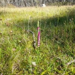 Spiranthes australis (Austral Ladies Tresses) at Glen Allen, NSW - 13 Jan 2023 by JBrickhill