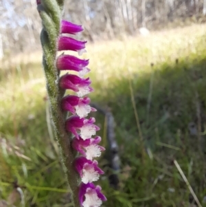 Spiranthes australis at Glen Allen, NSW - suppressed