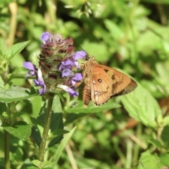 Trapezites symmomus (Splendid Ochre) at Bundanoon, NSW - 17 Jan 2023 by GlossyGal