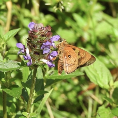 Trapezites symmomus (Splendid Ochre) at Bundanoon, NSW - 17 Jan 2023 by GlossyGal