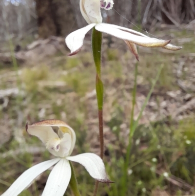 Caladenia moschata (Musky Caps) at Glen Allen, NSW - 16 Nov 2022 by JBrickhill