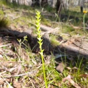 Microtis sp. at Glen Allen, NSW - 14 Jan 2023