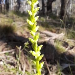 Microtis sp. at Glen Allen, NSW - 14 Jan 2023