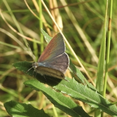 Erina hyacinthina (Varied Dusky-blue) at Bundanoon, NSW - 17 Jan 2023 by GlossyGal