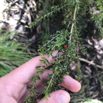 Baeckea utilis (Mountain Baeckea) at Yaouk, NSW - 19 Dec 2022 by Tapirlord