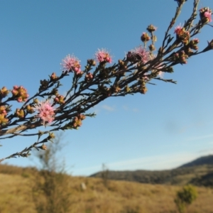 Kunzea parvifolia at Theodore, ACT - 15 Oct 2022 05:45 PM