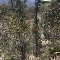 Acacia obliquinervia (Mountain Hickory) at Namadgi National Park - 20 Dec 2022 by Tapirlord