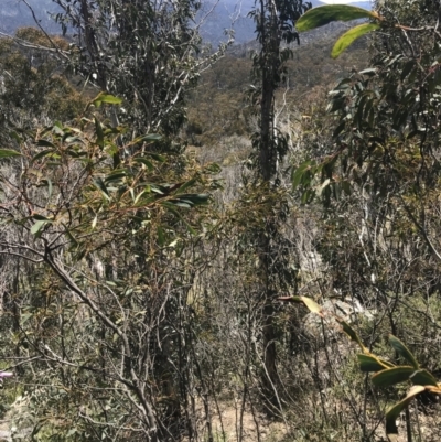 Acacia obliquinervia (Mountain Hickory) at Namadgi National Park - 20 Dec 2022 by Tapirlord