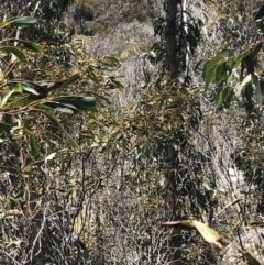 Acacia obliquinervia at Rendezvous Creek, ACT - 20 Dec 2022 01:56 PM