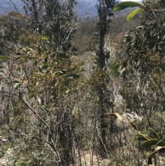 Acacia obliquinervia at Rendezvous Creek, ACT - 20 Dec 2022 01:56 PM