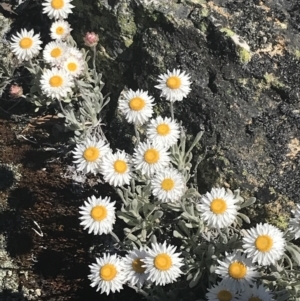 Leucochrysum alpinum at Adaminaby, NSW - 20 Dec 2022 03:23 PM