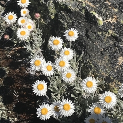 Leucochrysum alpinum (Alpine Sunray) at Adaminaby, NSW - 20 Dec 2022 by Tapirlord