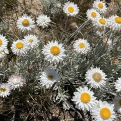 Leucochrysum alpinum at Adaminaby, NSW - 20 Dec 2022