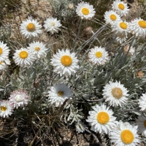 Leucochrysum alpinum at Adaminaby, NSW - 20 Dec 2022