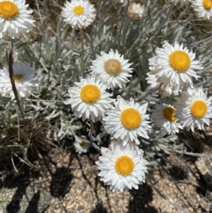 Leucochrysum alpinum at Adaminaby, NSW - 20 Dec 2022