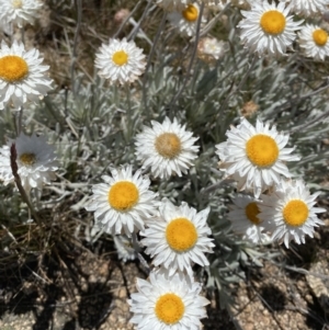 Leucochrysum alpinum at Adaminaby, NSW - 20 Dec 2022