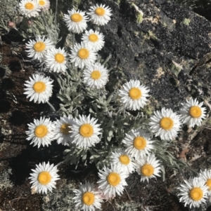 Leucochrysum alpinum at Adaminaby, NSW - 20 Dec 2022 03:23 PM