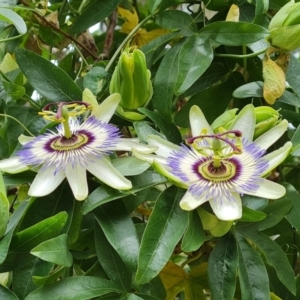 Passiflora caerulea at Isaacs, ACT - 20 Jan 2023 12:14 PM